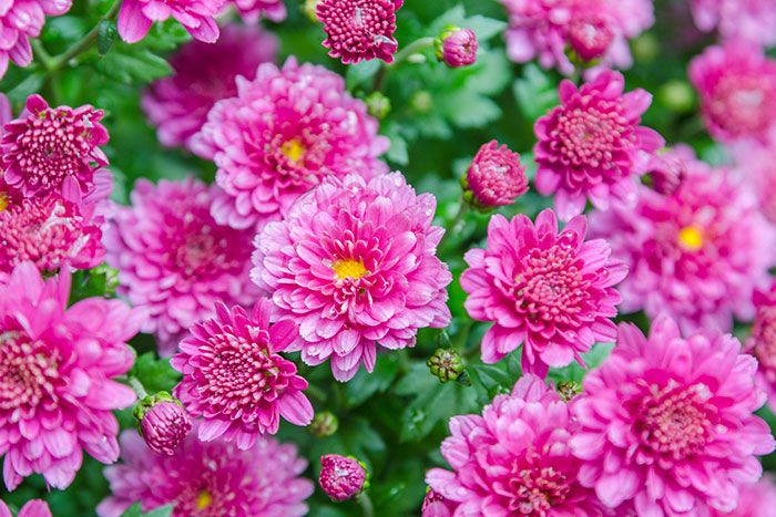 pinker Chrysanthemen-Busch